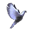 3_fliegende_tauben