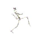 skelet